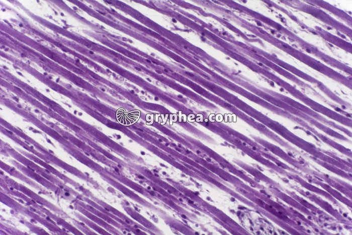 Tendon CL x100 - gryphea.com